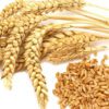whole wheat grain where to buy