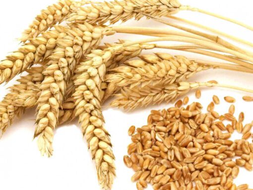whole wheat grain where to buy