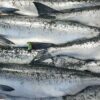 frozen fish companies