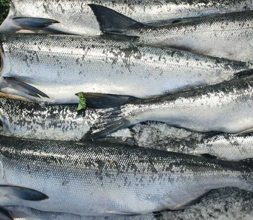 frozen fish companies